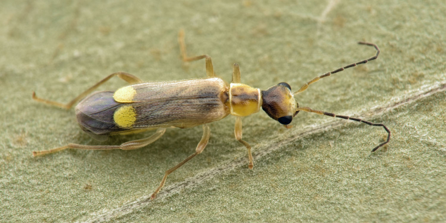 Cantharidae: Malthinus da id.